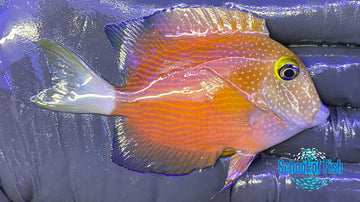 White Tail Bristletooth Tang #1