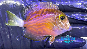 Whitetail Bristletooth Tang #1