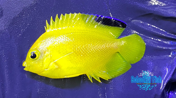 Woodheadi Dwarf Angelfish