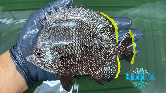 Wrought Iron Butterfly #1