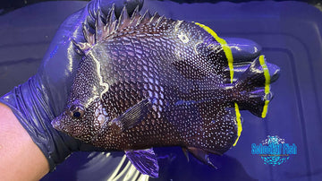 Wrought Iron Butterfly #Z1