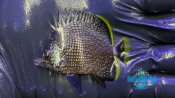 Wrought Iron Butterfly Juvenile 1.5" #1