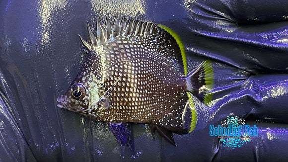 Wrought Iron Butterfly Juvenile 1.5" #1