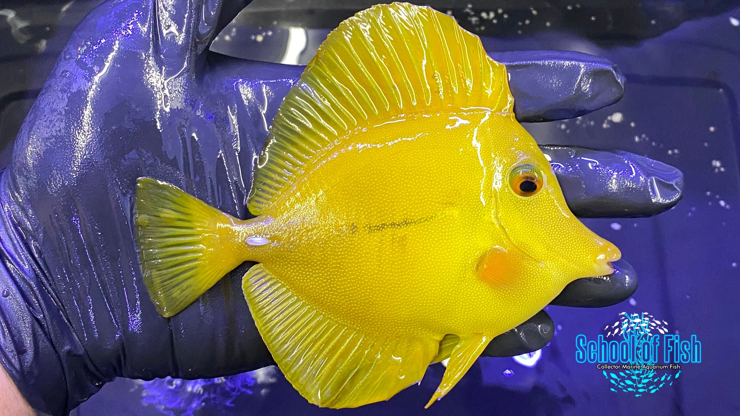 Xanthis Yellow Scopas Tang 2 | School of Fish Online Store