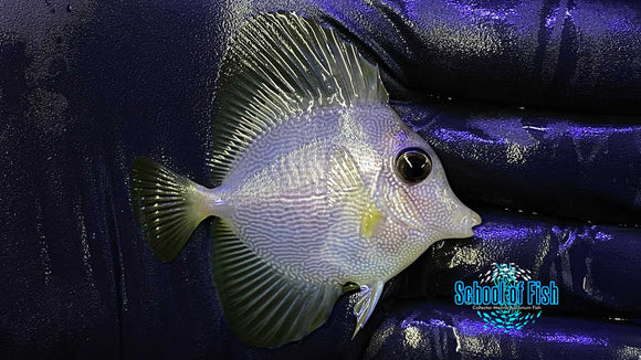 Yurple Tang (Yellow x Purple)