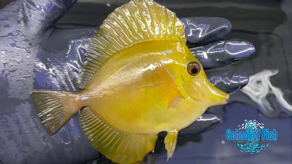 Xanthis Yellow Scopas Tang 1