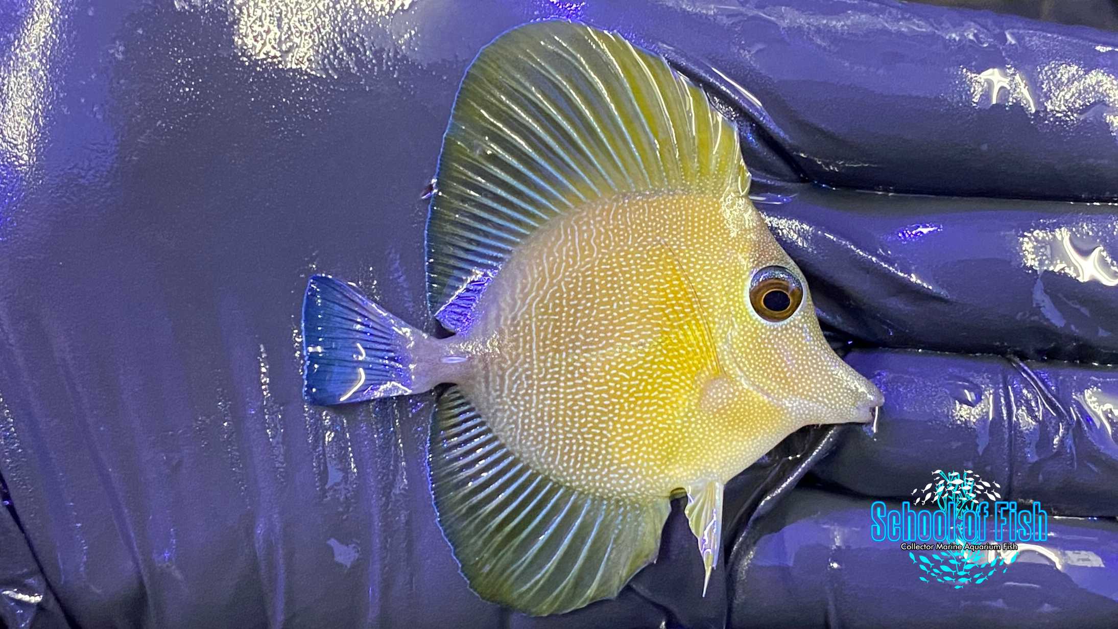 Golden Scopas Tang | School of Fish Online Store