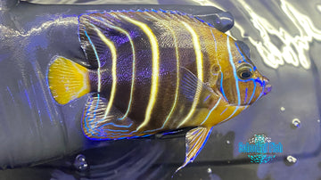 African Goldtail Angelfish (Pomacanthus chrysurus) School of Fish Online Store School of Fish Online Store