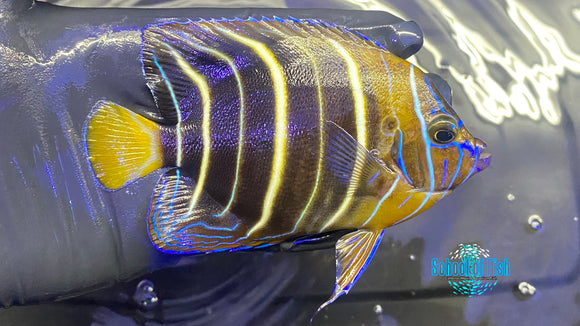African Goldtail Angelfish (Pomacanthus chrysurus) School of Fish Online Store School of Fish Online Store