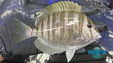 Polyzona Zebra Tang 4.5" #4 - 0