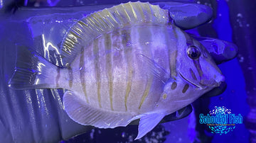 Zebra Tang 4" #9