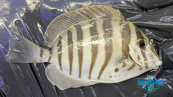 Zebra Tang 3"