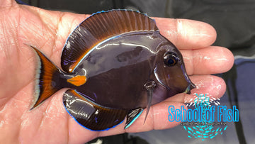 Achilles Tang Juv ( Acanthurus Achilles ) School of Fish Online Store School of Fish Online Store