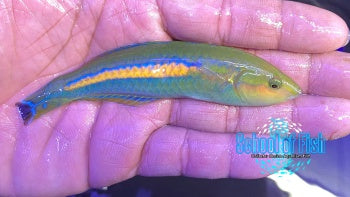 Madagascar Pencil Wrasse Male