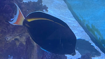 Achilles Hybrid Tang 6" - 0