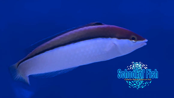 Atavai Wrasse (Pseudojuloides atavai) School of Fish Online Store School of Fish Online Store