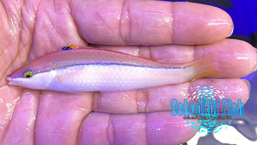 Atavai Wrasse (Pseudojuloides atavai) School of Fish Online Store School of Fish Online Store