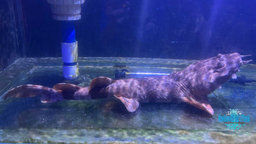 Northern Wobbegong 22"