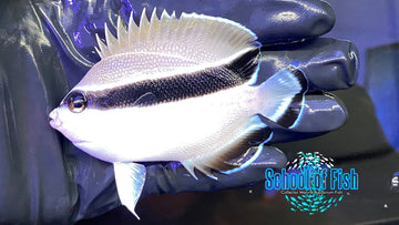 Bandit Angelfish - 0