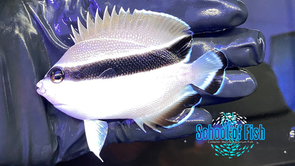 Bandit Angelfish