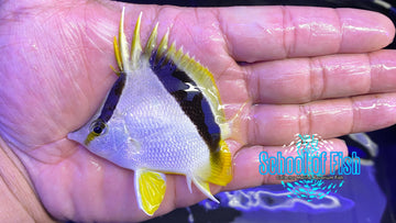 Bank Butterflyfish