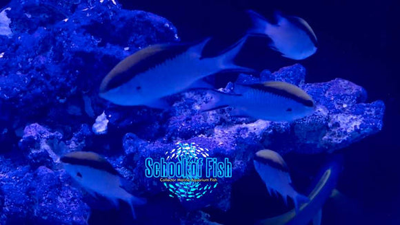 Barrier Reef Chromis Group of 5