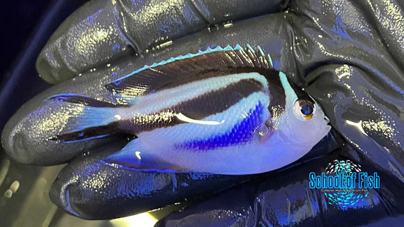 Bellus Angel Female #2