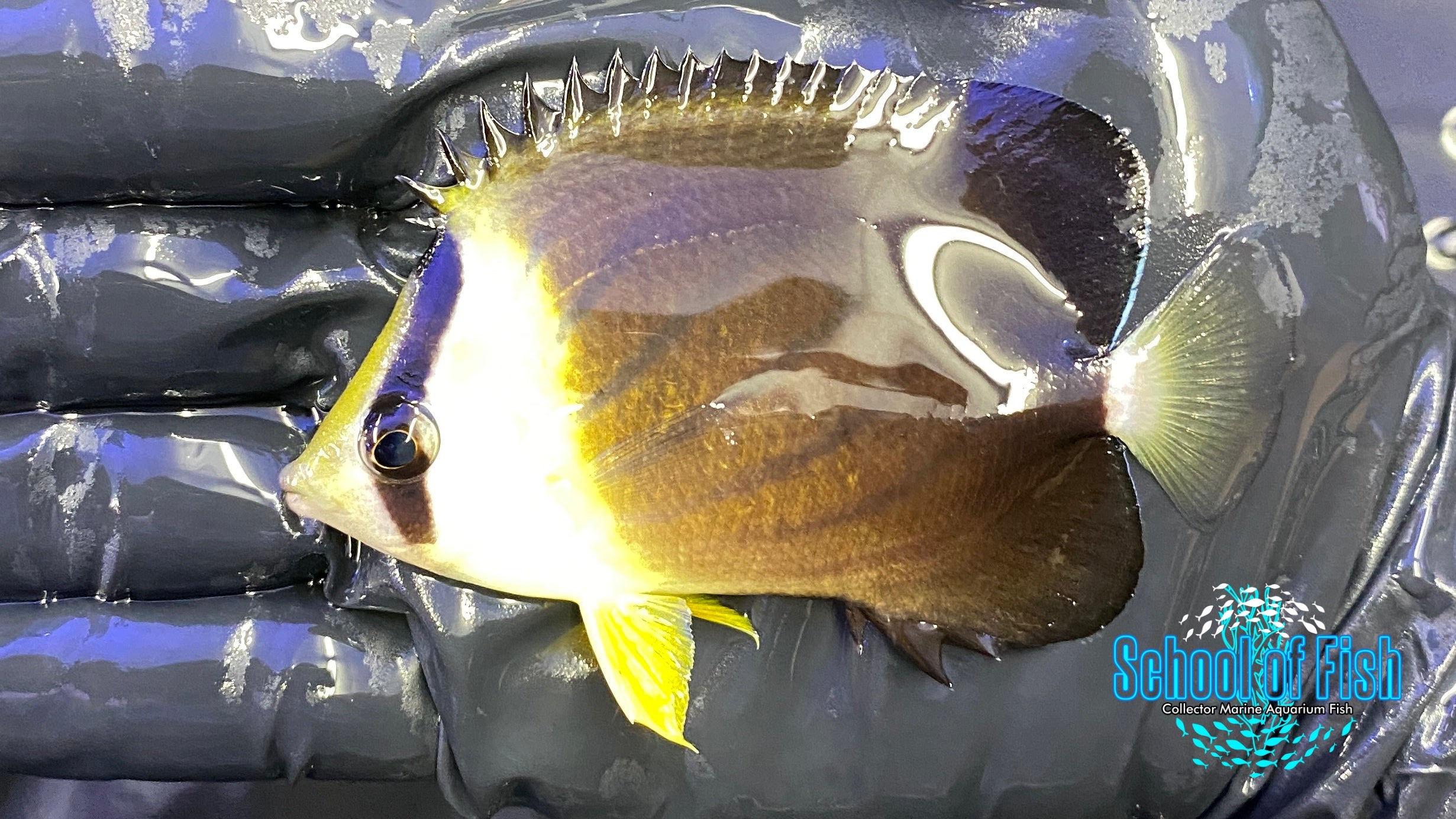 Blackburn's Butterflyfish