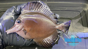 Longnose Black Tang #4 6"