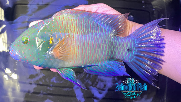 Red Sea Broomtail Wrasse Male 8"