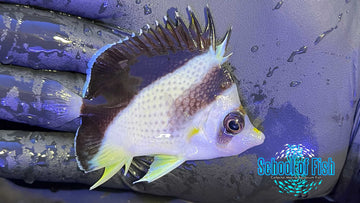 Burgessi Butterfly #3