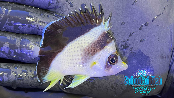 Burgessi Butterfly #3