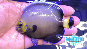 Conspicuous Angelfish Captive Bred