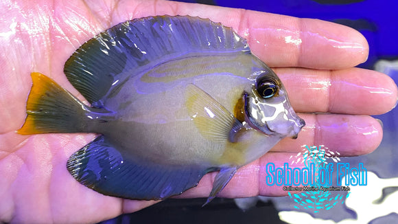 Chocolate Mimic Tang #6