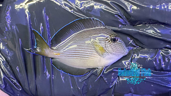 Sohal Tang Juvenile S1