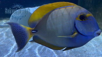 Aussie Dussumieri Tang 6"