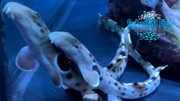 Epaulette Shark Pair Australia