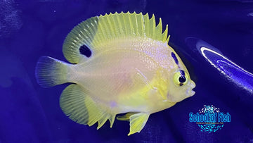 Goldflake Angels Captive Bred 2