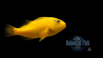 Golden Hawkfish Tahiti 4.5"