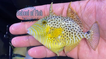 Gold Heart Triggerfish ( Balistes punctatus ) 3"