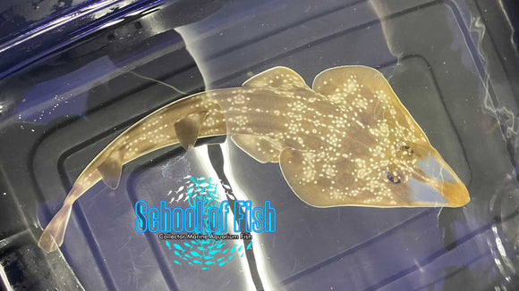 Shovelnoese Guitar Male G2 14"