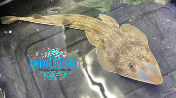 Shovelnoese Guitar Female G1 16"