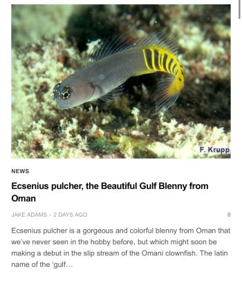 Oman Gulf Blenny - 0