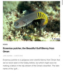 Oman Gulf Blenny-2