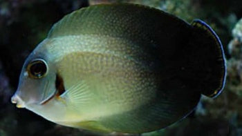 Half-Black Mimic Tang