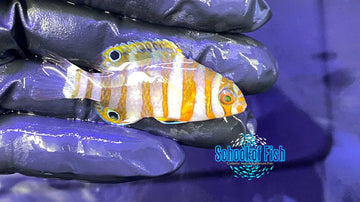 Harlequin Tusk Captive Bred 1