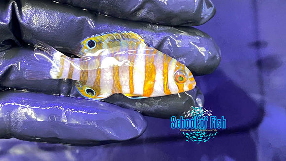Harlequin Tusk Captive Bred 1