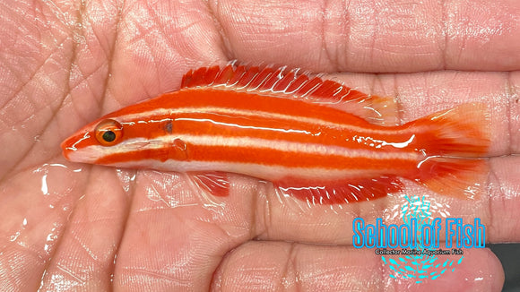 Marshall Island Peppermint Hogfish #2