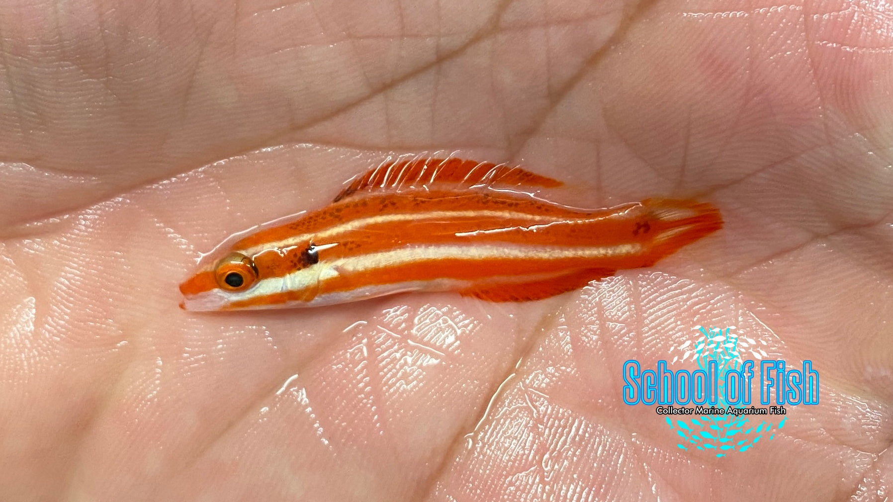 Marshall Island Peppermint Hogfish (Small) | School of Fish Online Store