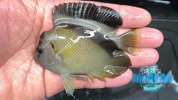 Humphead Griffis Angelfish